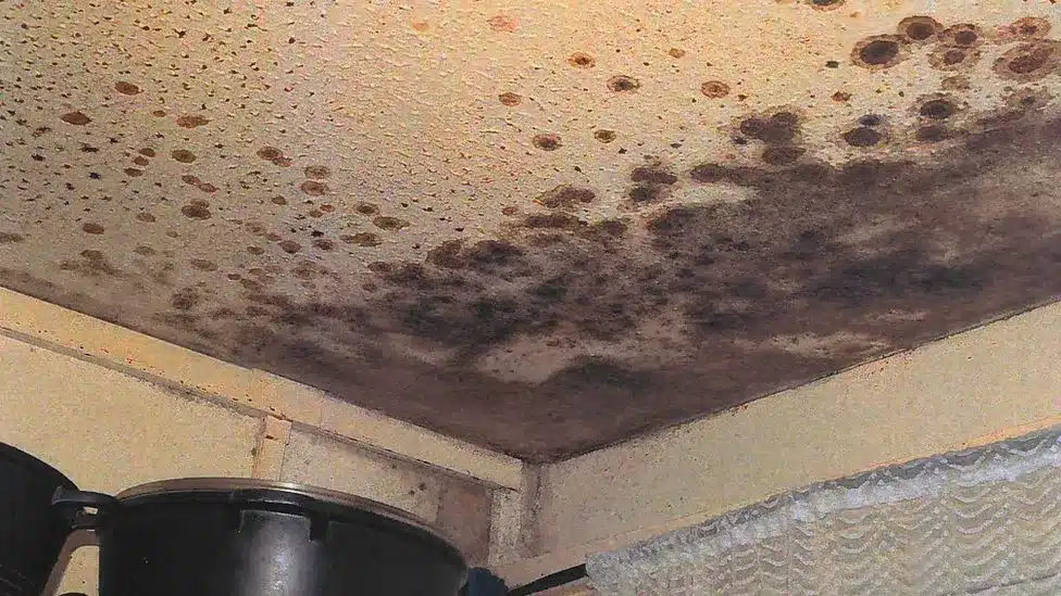 Photo of mould found in the flat where Awaab Ishak lived. Photo shows the ceiling covered in dark brown and black patches 